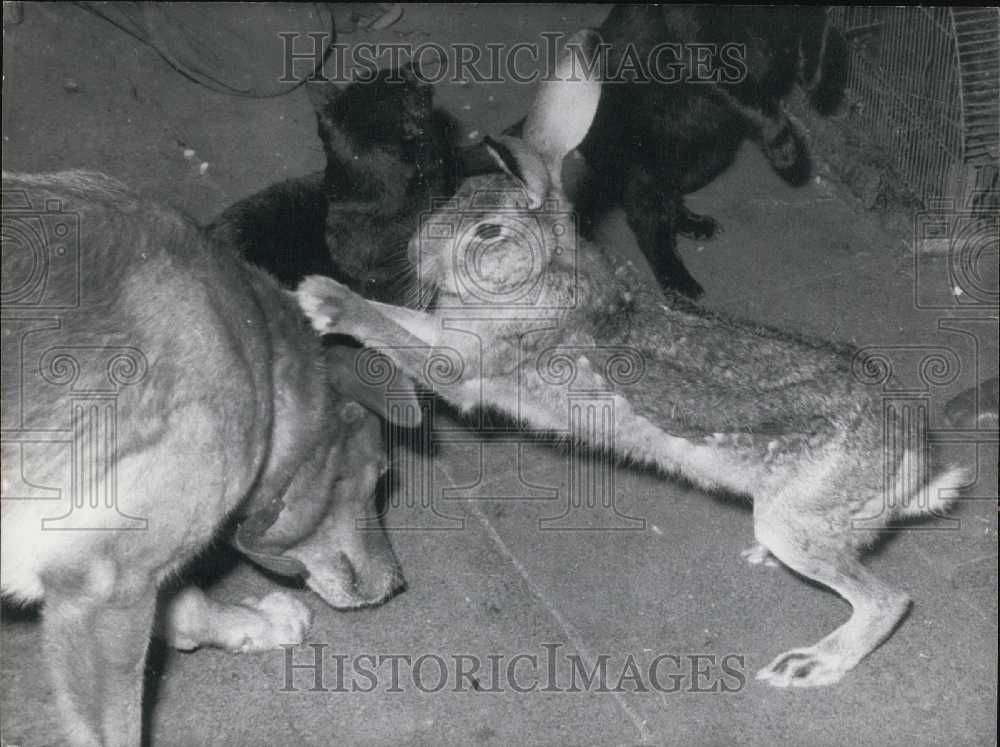 1968 Press Photo Have You Ever Seen That, A Domestic Hare?-Historic Images