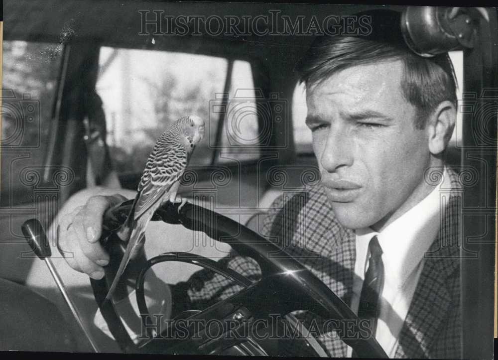 1960 Grass Parakeet on Taxi Driver's Wheel. Germany. - Historic Images
