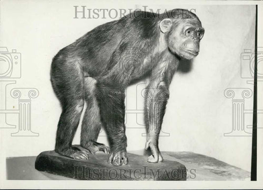 Press Photo Tschego Piece at Viennese Museum of Natural History - Historic Images