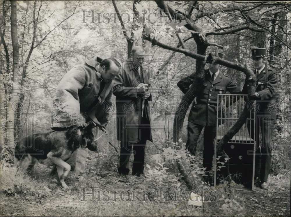 1972 Trained Dogs Help to Capture Animals Humanely - Historic Images