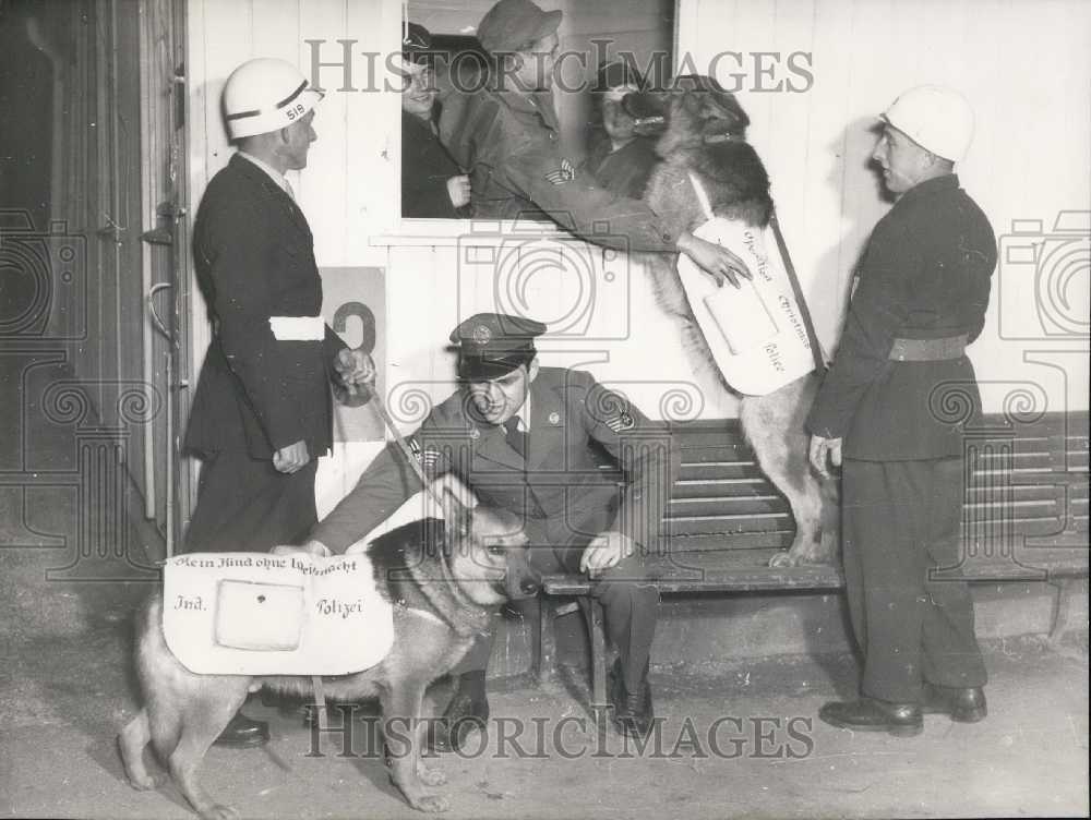 1952, Germany. Police Dogs Gather Aid for Orphans. - Historic Images