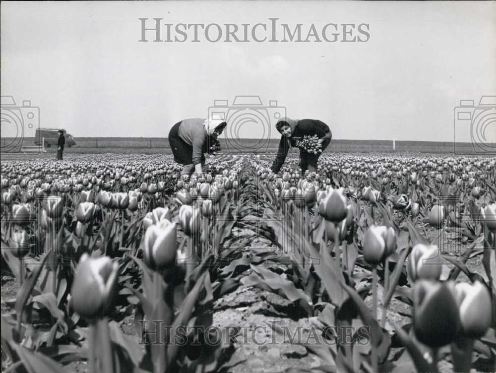 1965 26th French Tulip Expo Features 6 Million Blooms - Historic Images