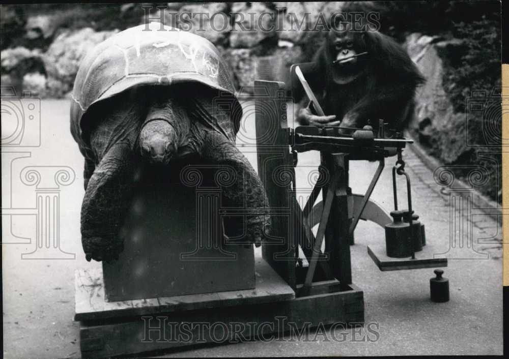 1964, Orangutan Toba and Elephant Turtle. Frankfurt Zoo. - Historic Images