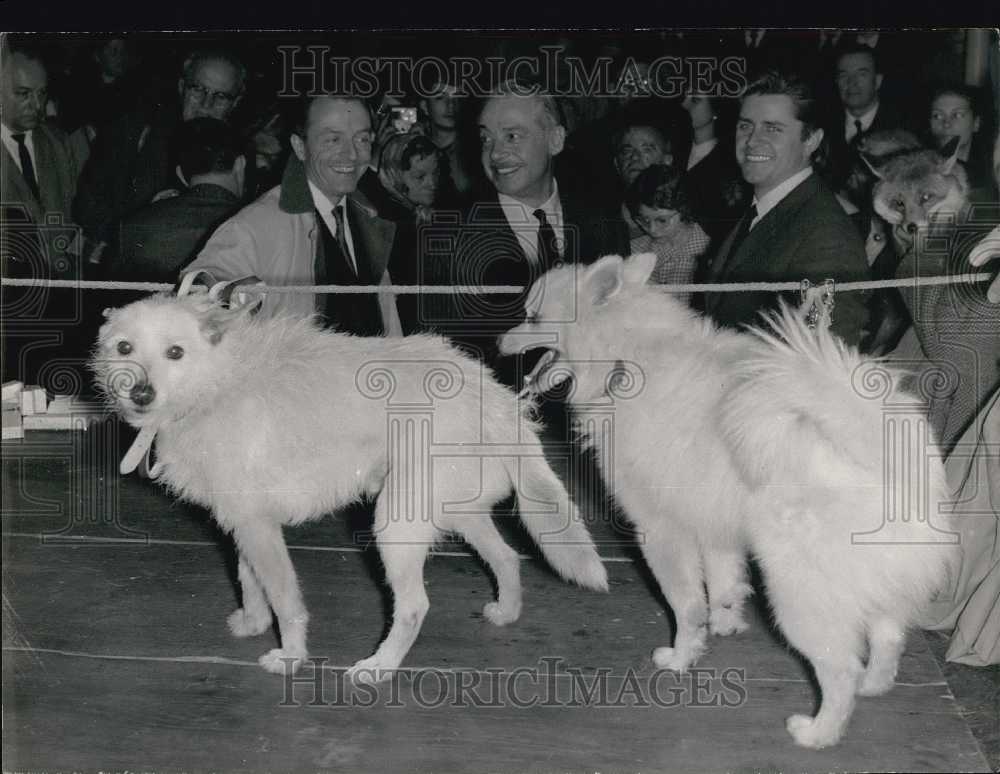 1963, 150 Stray Dogs Attempted to Find Homes at PETA Event - Historic Images