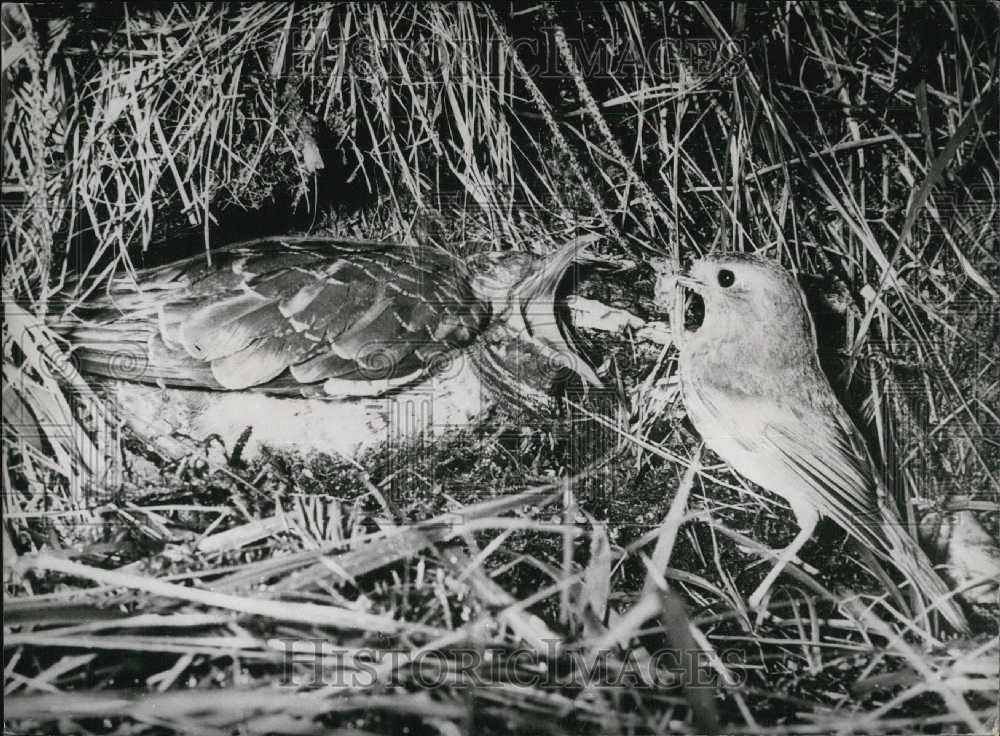 1958 Press Photo Robin Adopts Cuckoo Bird.-Historic Images