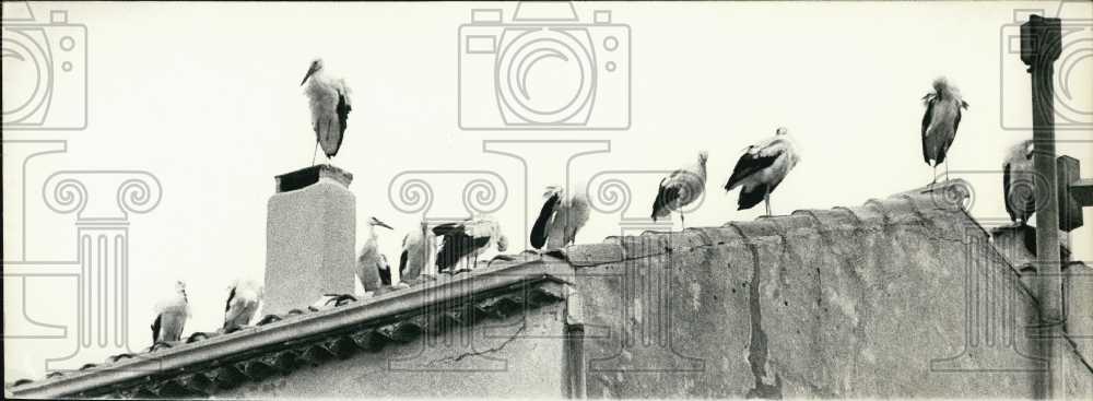 1973 Cranes Perching on Rooftops in Provence During Migration - Historic Images