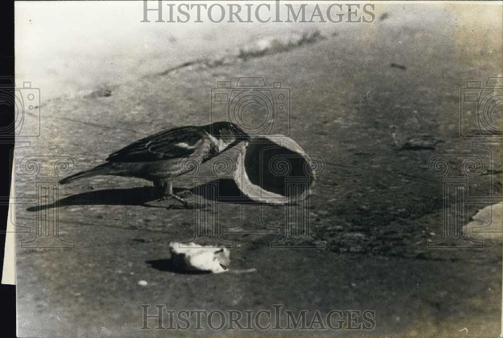 1973 Press Small Bird Tries to Take Small Wicker Basket Found on Beach as Nest-Historic Images