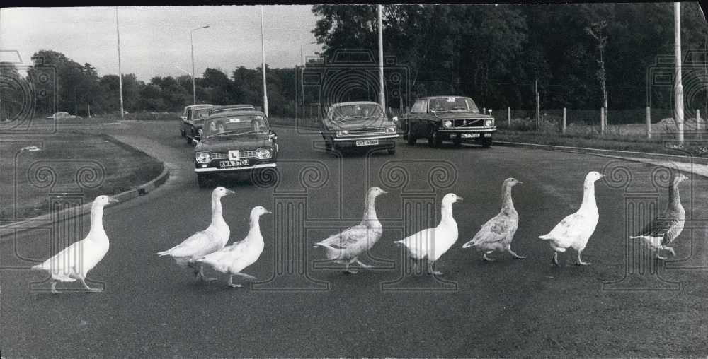 Press Photo Geese Cross the road - Historic Images