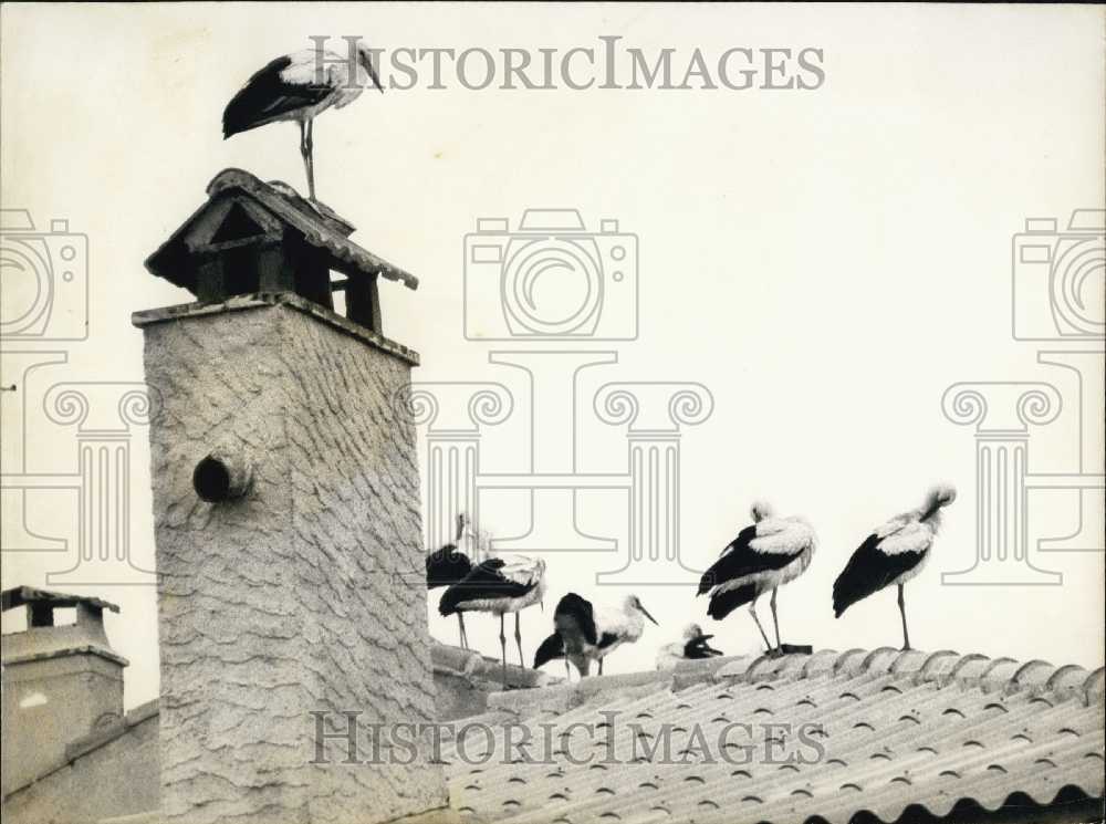 1973 Press Photo Storks Rest on Rooftops in Provence - Historic Images