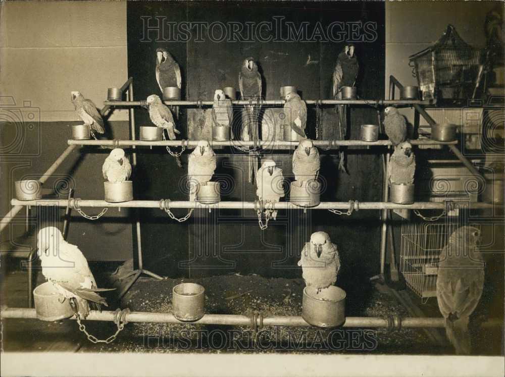 1973 Press Photo Parrots Shown Chained to Perch Await Visitors Bird Show Paris-Historic Images