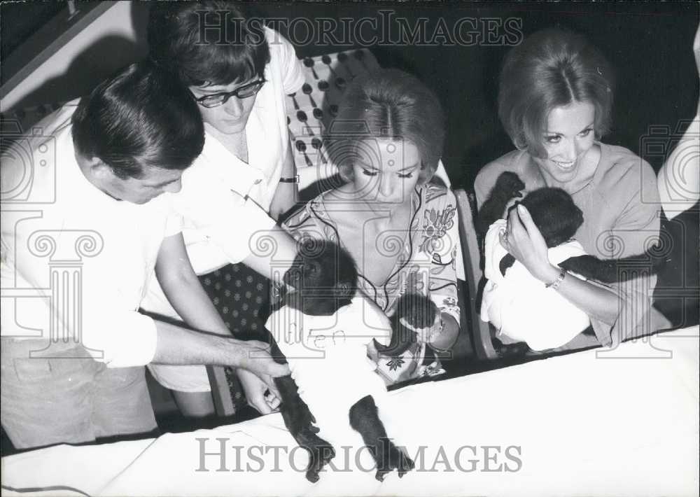 1967 Press Photo Gorilla Twins. Alice and Ellen Kessler. Frankfurt Zoo. - Historic Images