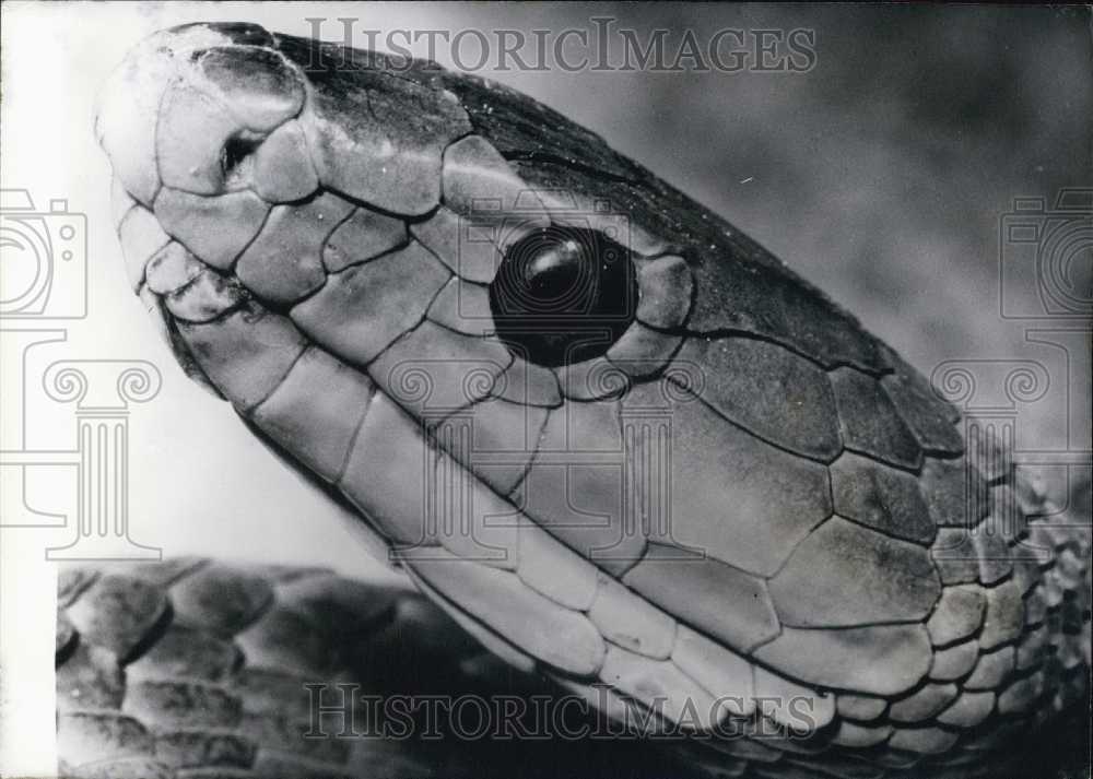 1966 Press Photo African Green Mamba at Salzburg Snake Show.-Historic Images