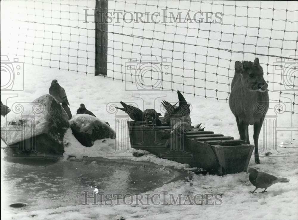 Press Photo Pigeons Take Over Deer's Trough at the Zoo of Vincennes - Historic Images