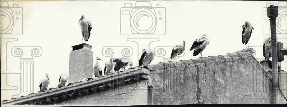 Press Photo Storks Posing on Rooftops and Chimneys - Historic Images