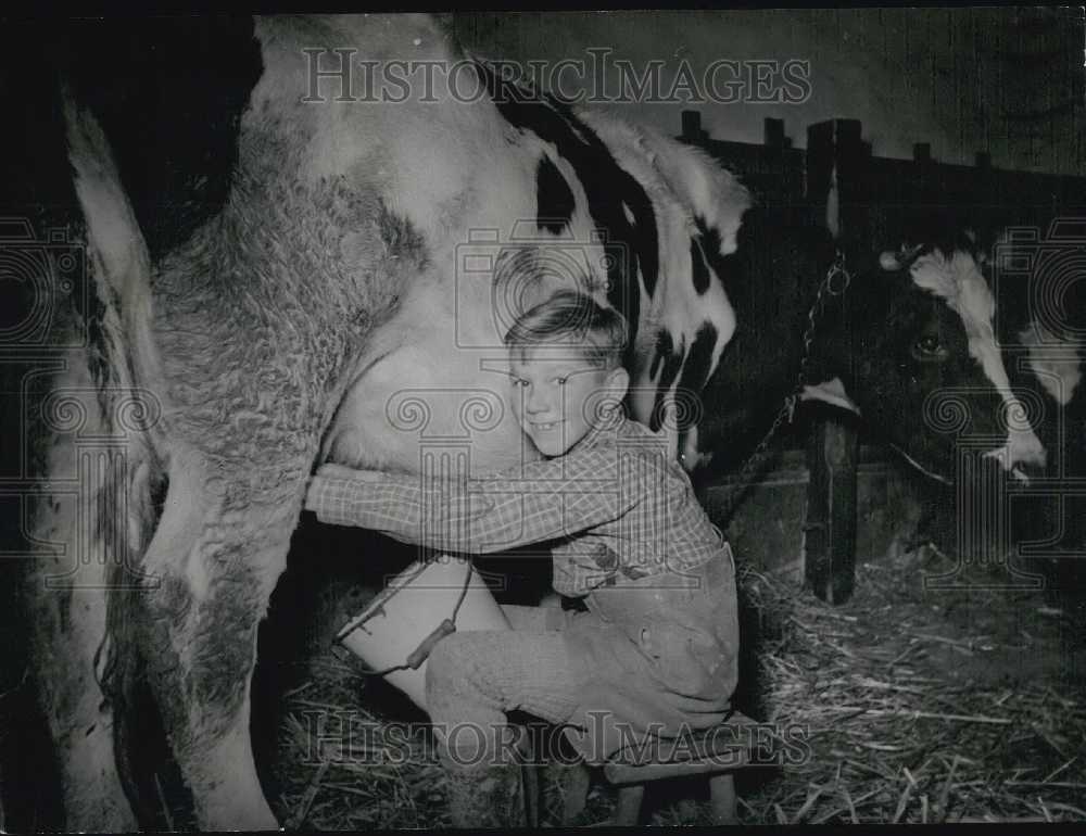 1953 Polish Boy Zbyszke Zajone. Milking Cow. Langenthal, Germany. - Historic Images