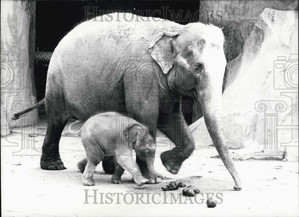 Press Photo &quot;Kim&quot; and &quot;Billy&quot; Elephants at the Zoo of Vincennes - Historic Images