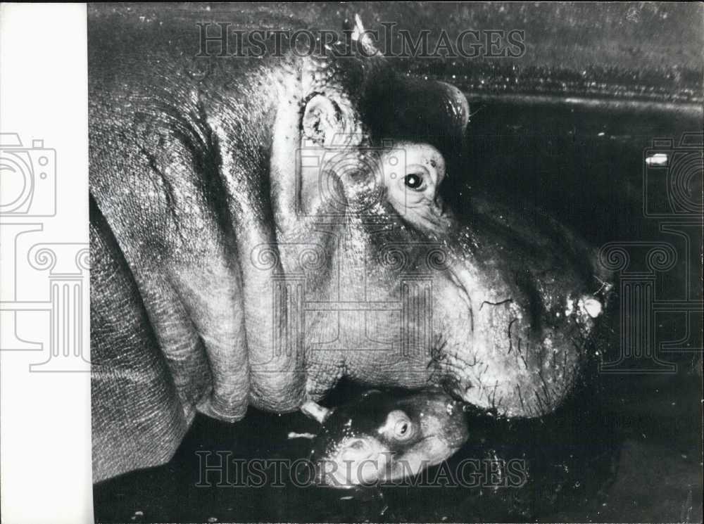 Press Photo Hippopotamuses at the Prague Zoo - Historic Images