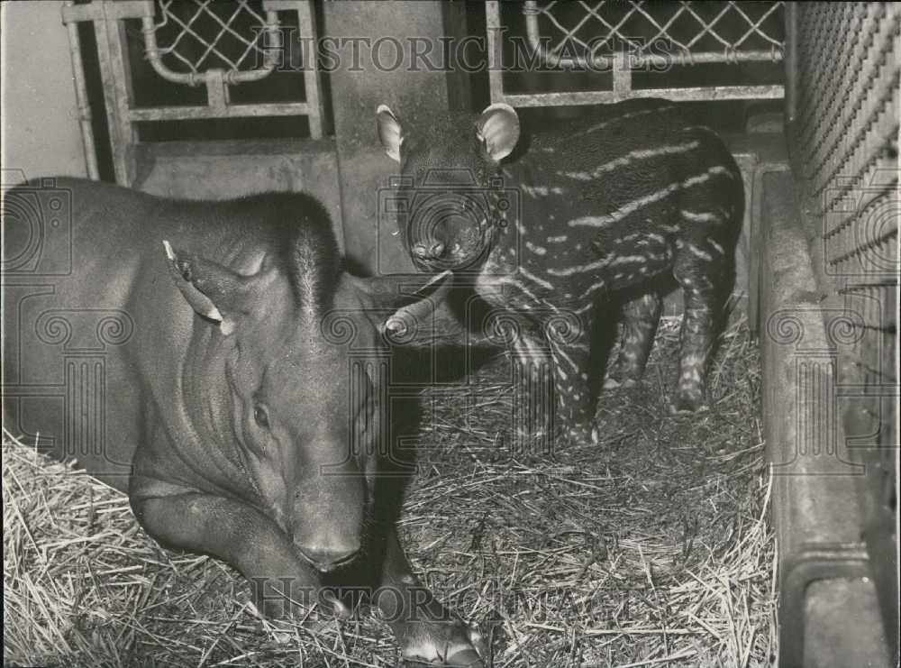 Press Photo Mother and Baby Tapir - Historic Images