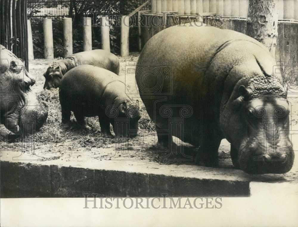 Press Photo Hippo Family at Prague Zoo Mom Dad Twins Kivu and Kibo - Historic Images