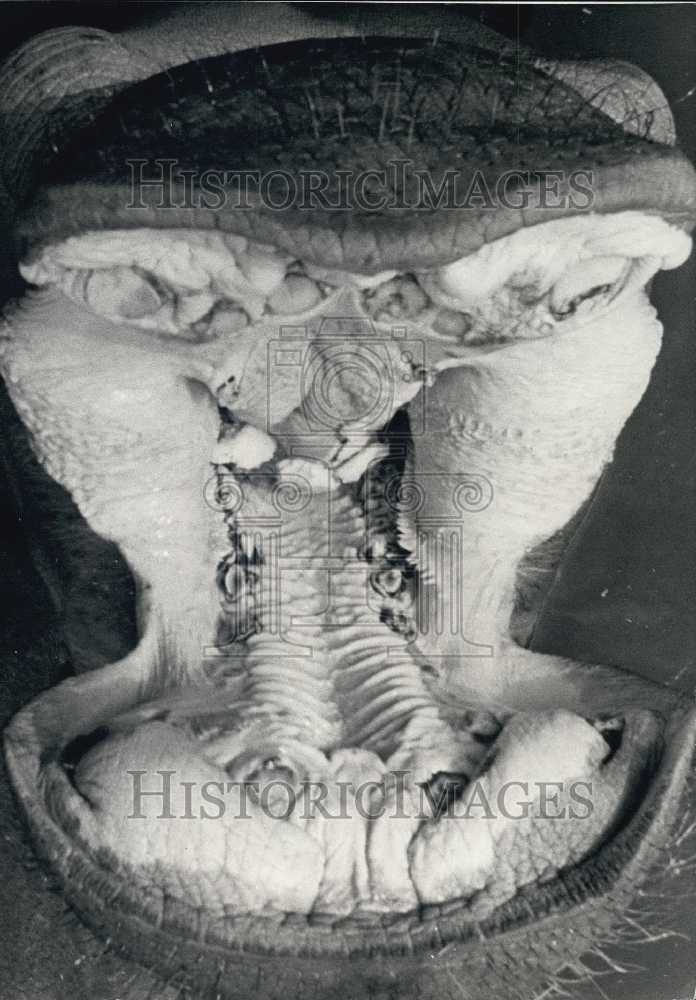 1977 Press Photo Closeup View Of Open Hippopotamus Mouth Zoo-Historic Images