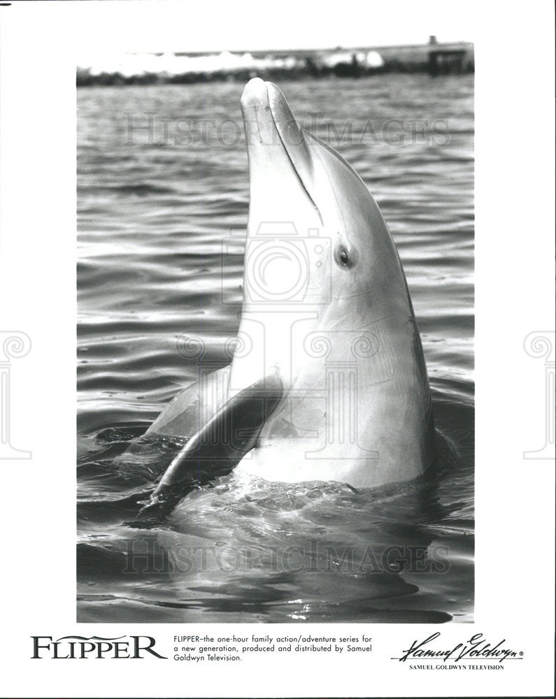 1996 Press Photo Flipper Dolphin Family Action Adventure Series Television - Historic Images