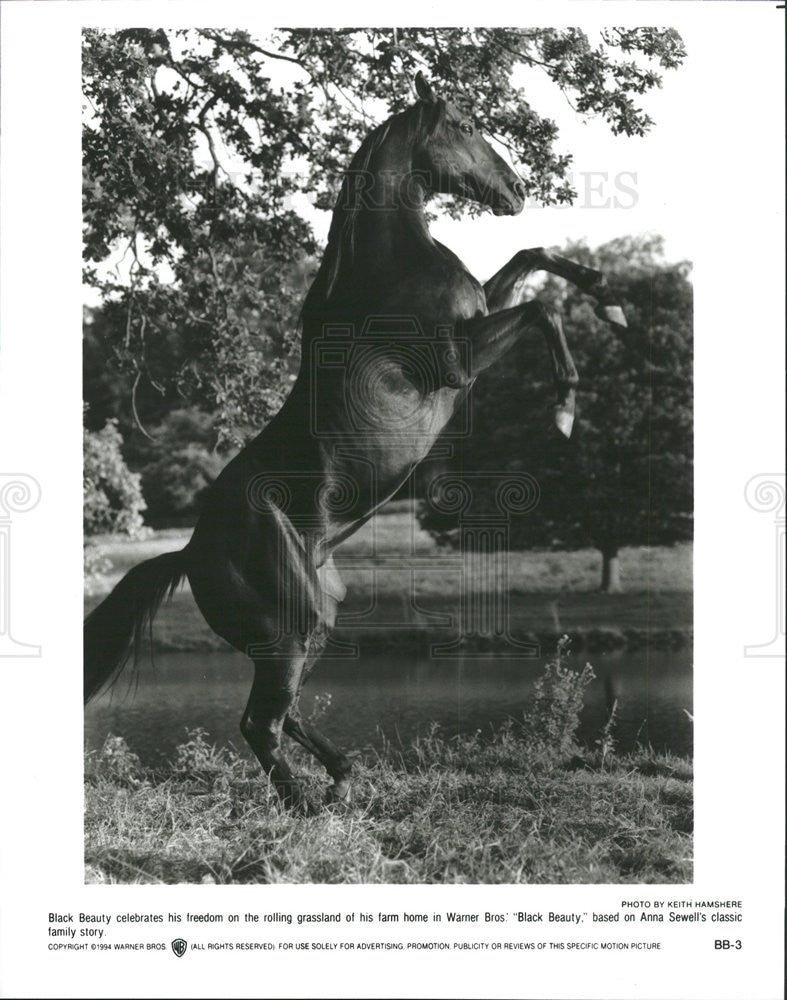 1994 Press Photo Black Beauty Horse Scene Family Movie Film - Historic Images