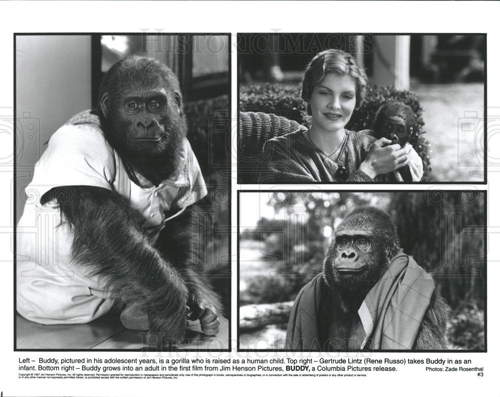 1987 Press Photo Film Buddy Gorilla Rene Russo Gertrude Lintz - Historic Images