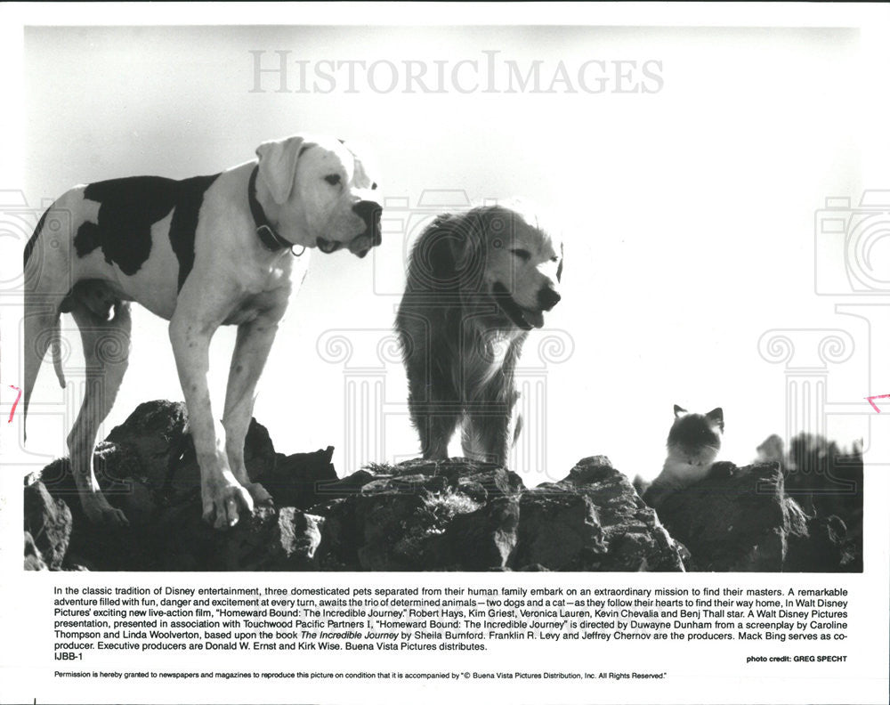 Press Photo Homeward Bound : The Incredible Journey - Historic Images