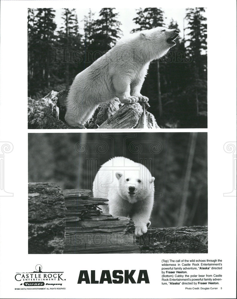 1996 Press Photo Cubby Polar Bear Alaska Directed Fraser Heston - Historic Images