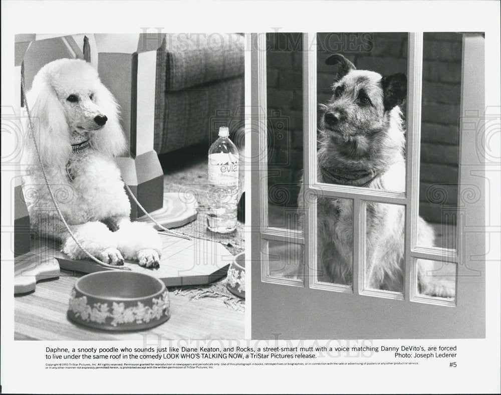 1993 Press Photo Look Who&#39;s Talking Now Dog&#39;s Daphne And Rocks COPY 2 Pictures - Historic Images