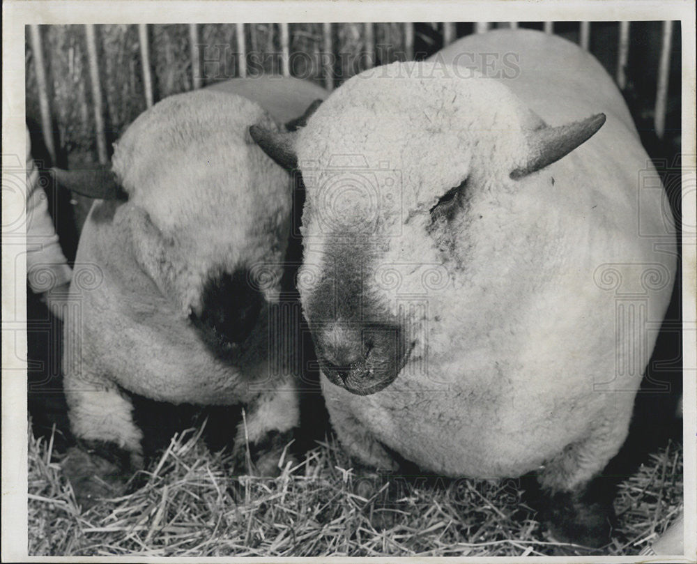 1952 Press Photo Robert Chapman&#39;s Grand Champion Hampshire Ram, Newport, MI - Historic Images