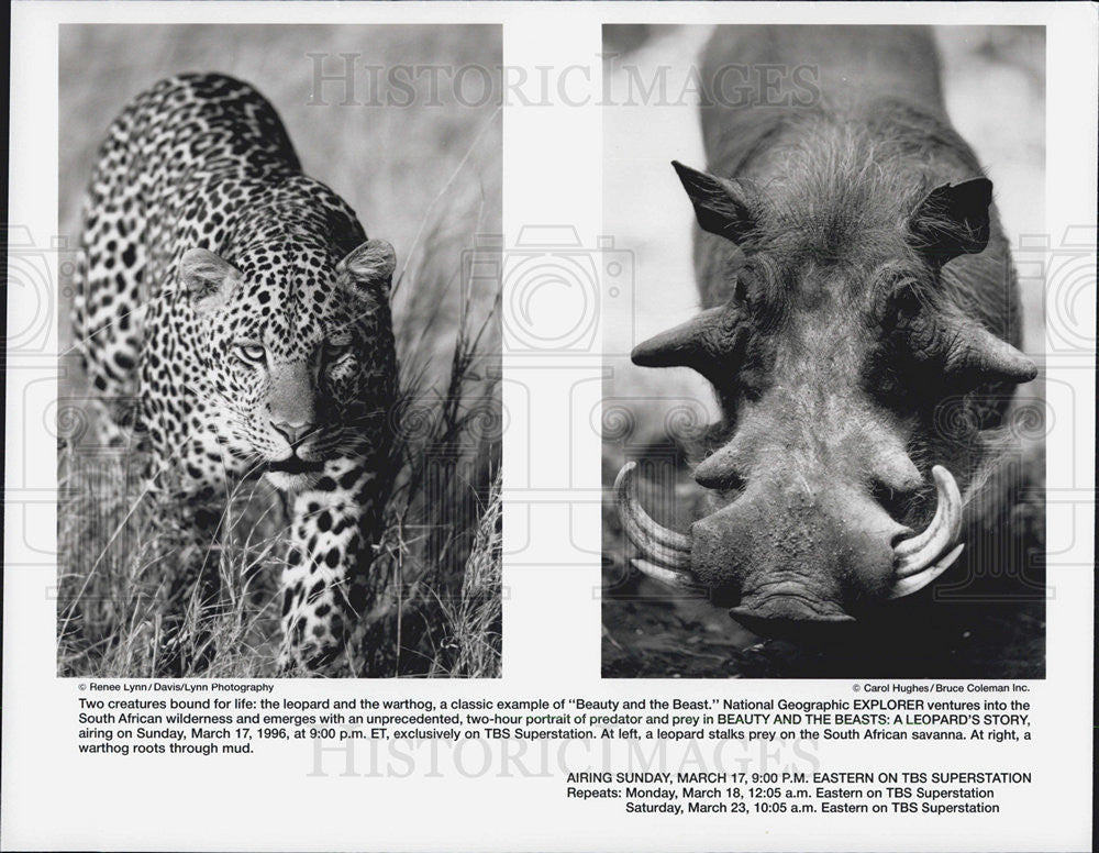 Press Photo Leopard Warthog Beauty and the Beasts A Leopard&#39;s Story TBS - Historic Images