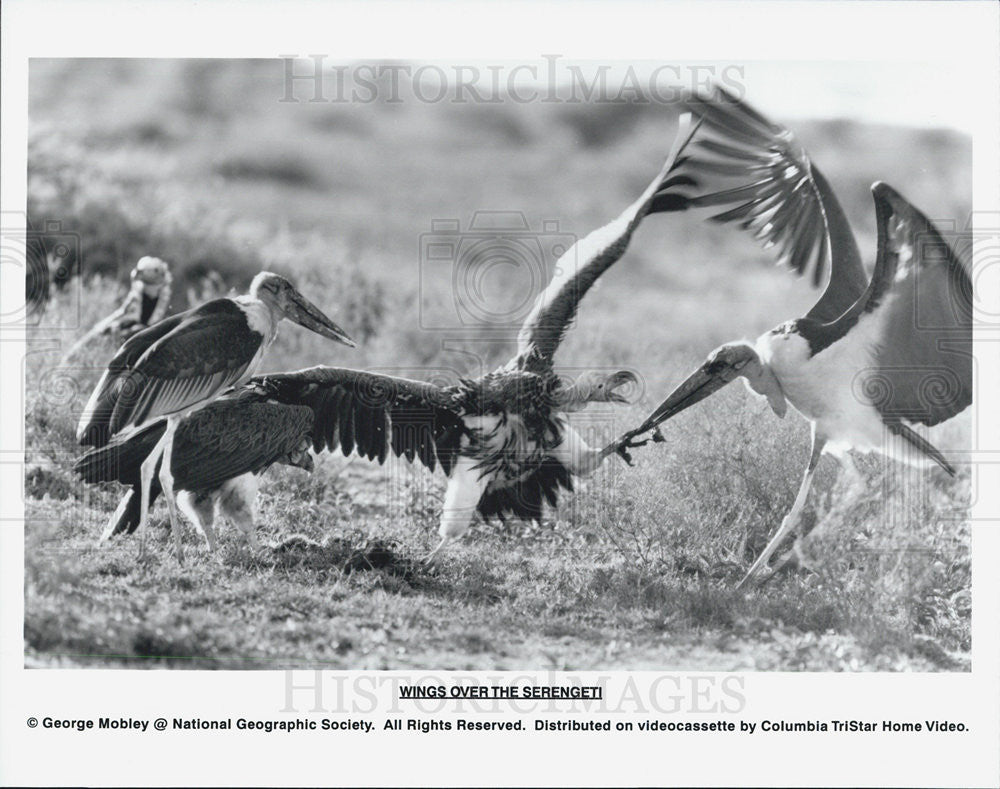 Press Photo Wings Over the Serengeti National Geographic - Historic Images