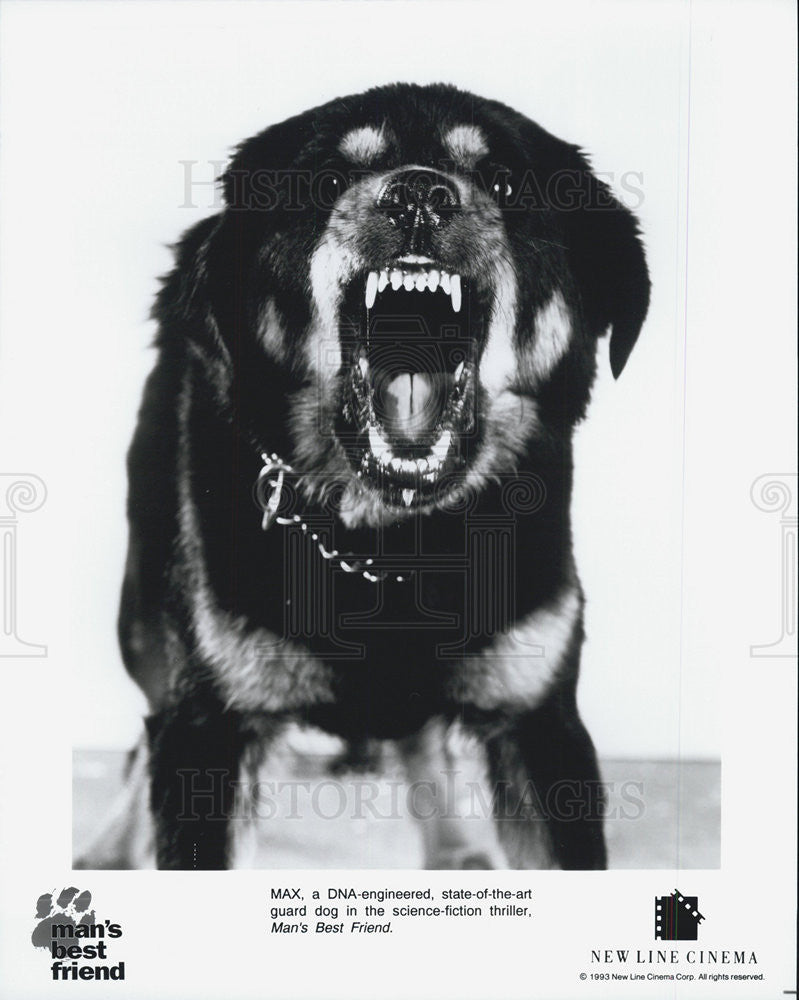 1993 Press Photo Max MAN&#39;S BEST FRIEND - Historic Images