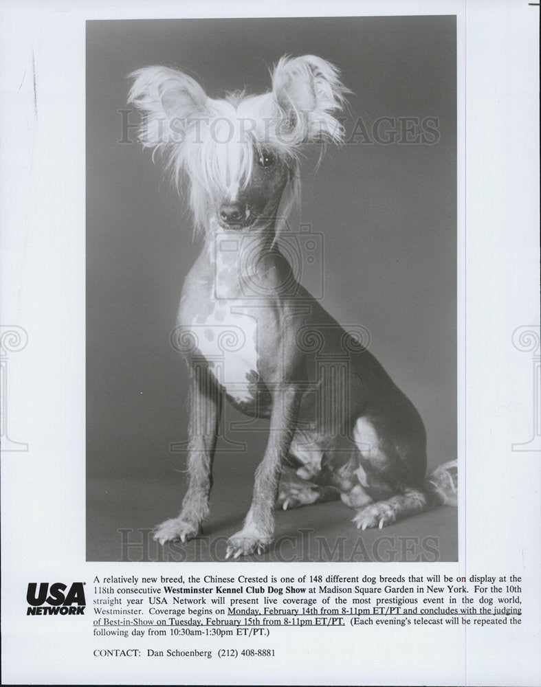 Press Photo Dog Breed, The Chinces Crested on Westminister Kennel Club Dog Show - Historic Images