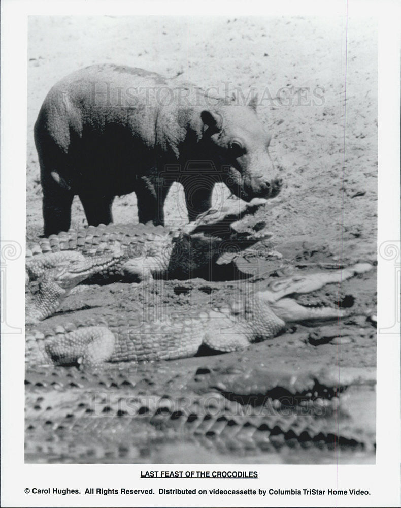 Press Photo Hippo And Crocodiles As Seen In Movie From Columbia TriStar Videos - Historic Images