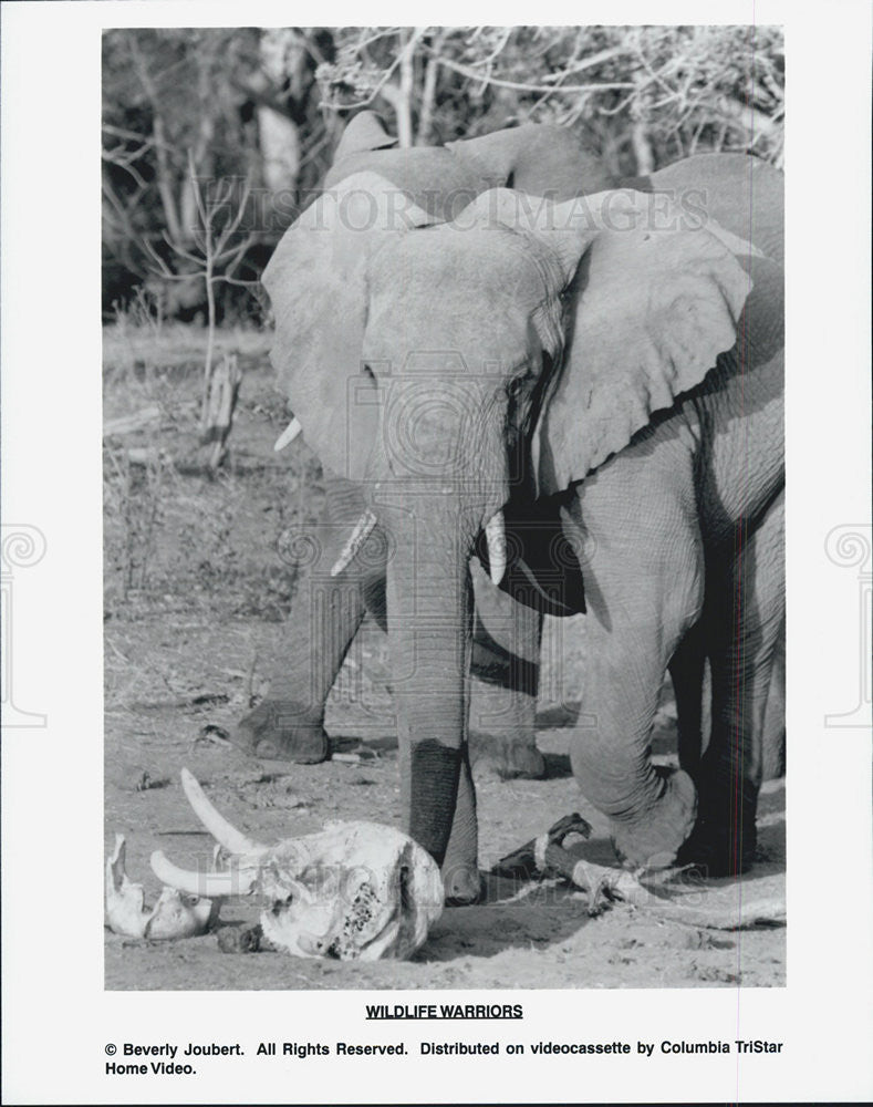 Press Photo Elephant Warrior As Seen On Video From Columbia TriStar Home Video - Historic Images