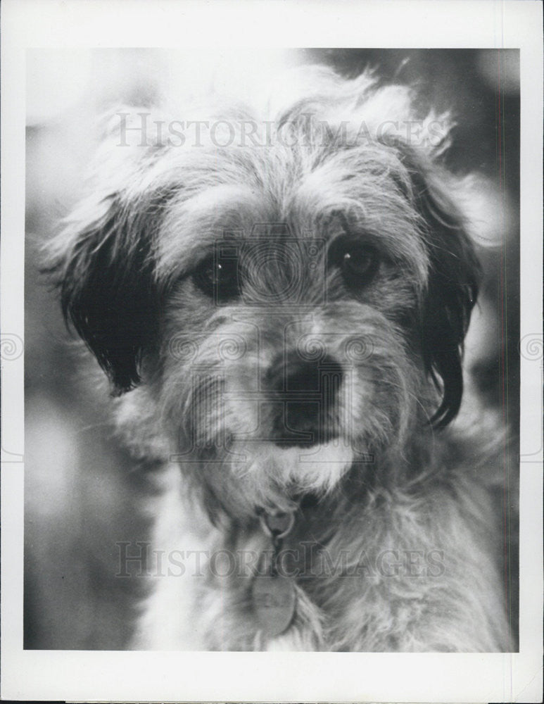 1980 Press Photo Benji on ABC TV - Historic Images