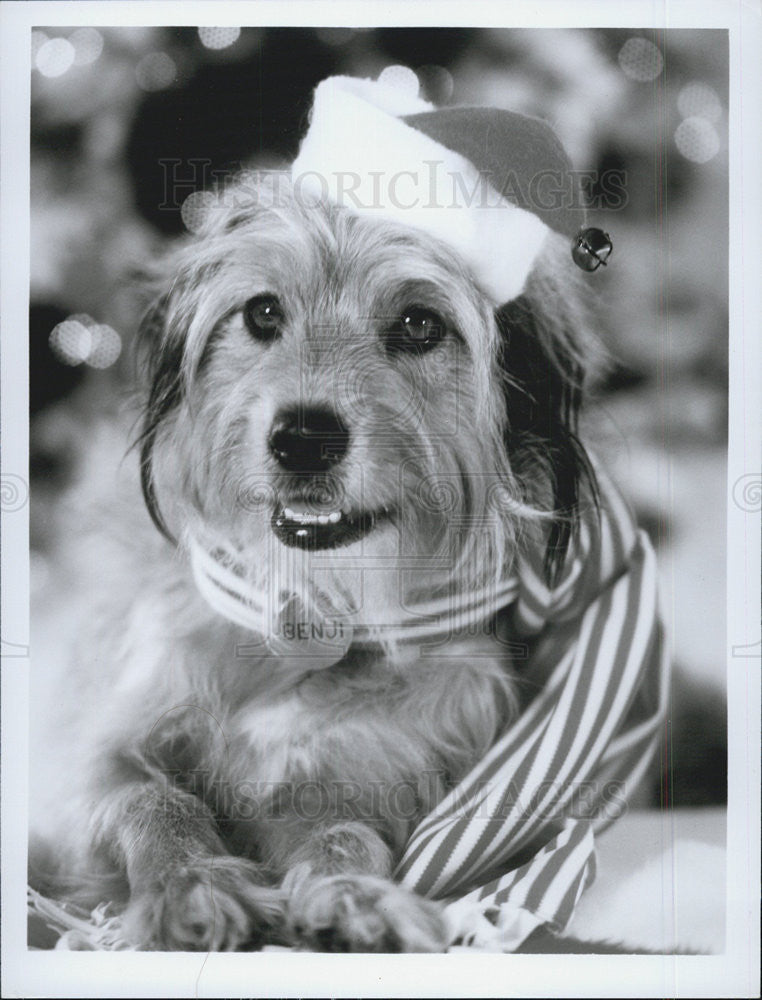 1972 Press Photo of Benji star in &quot;Benji very own Christmas story&quot;ABC Televison. - Historic Images