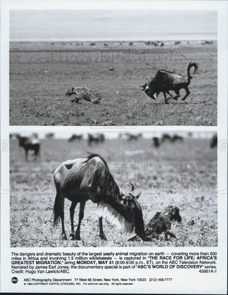 1993 Press Photo The Race For Life Africa&#39;s Greatest Migration James earl Jones - Historic Images