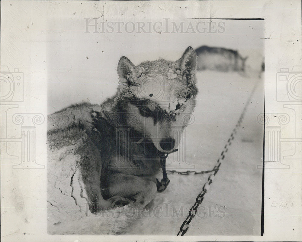 1947 Press Photo Snow Sheepdog Sledding - Historic Images