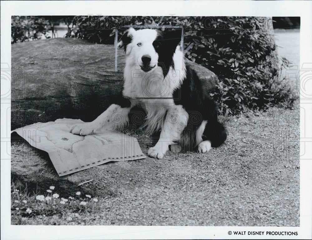 1987 Press Photo Down and Out in Beverly Hills Mike Dog Spot Marks the X Disney - Historic Images