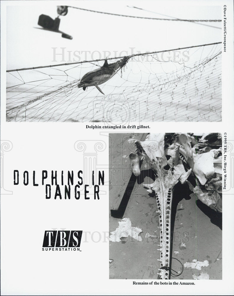 Press Photo DOLPHINS IN DANGER Scenes - Historic Images