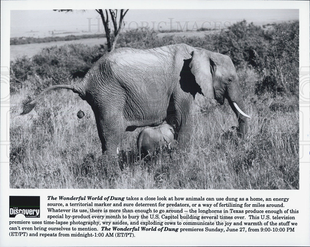 Press Photo &quot;The Wonderful World of Dung&quot; - Historic Images