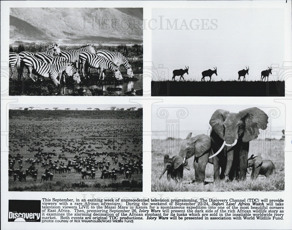 Press Photo "Safari Live! African Watch" - Historic Images