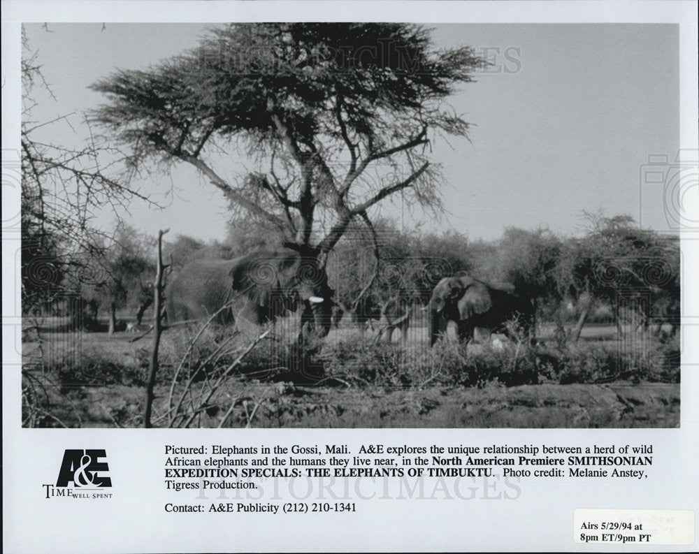 1994 Press Photo Elephants Gossi Mali Timbuktu Smithsonian Expedition Special - Historic Images