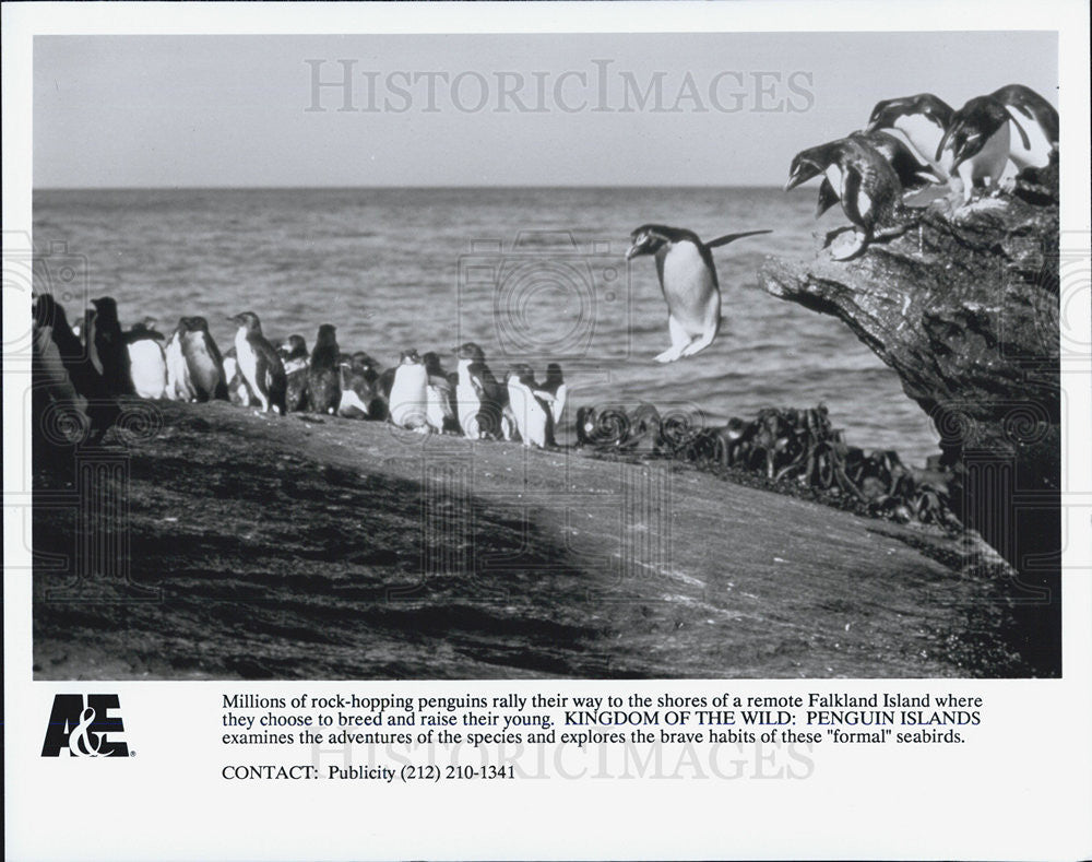 Press Photo Falkland Island Penguin Documentary Kingdom Of The Wild - Historic Images