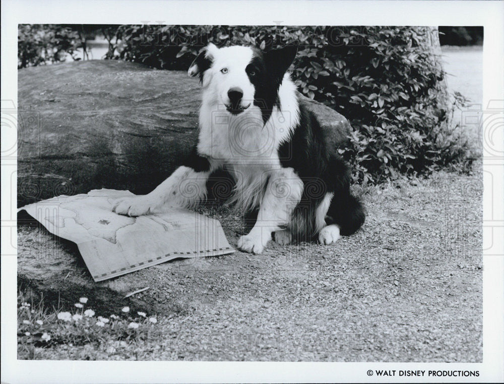 1987 Press Photo Mike the Dog of movie &quot;Down and Out in Beverly Hills&quot; - Historic Images