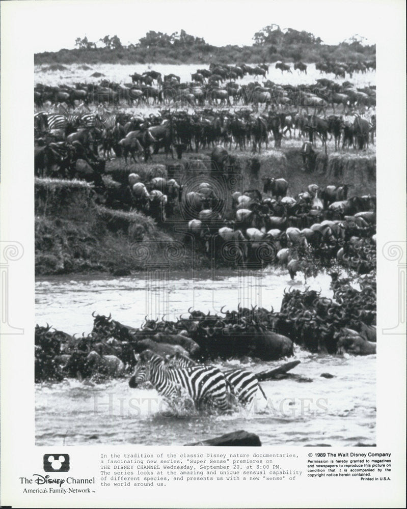 1989 Press Photo Nature Documentary in &#39; Super Scene&quot;. - Historic Images