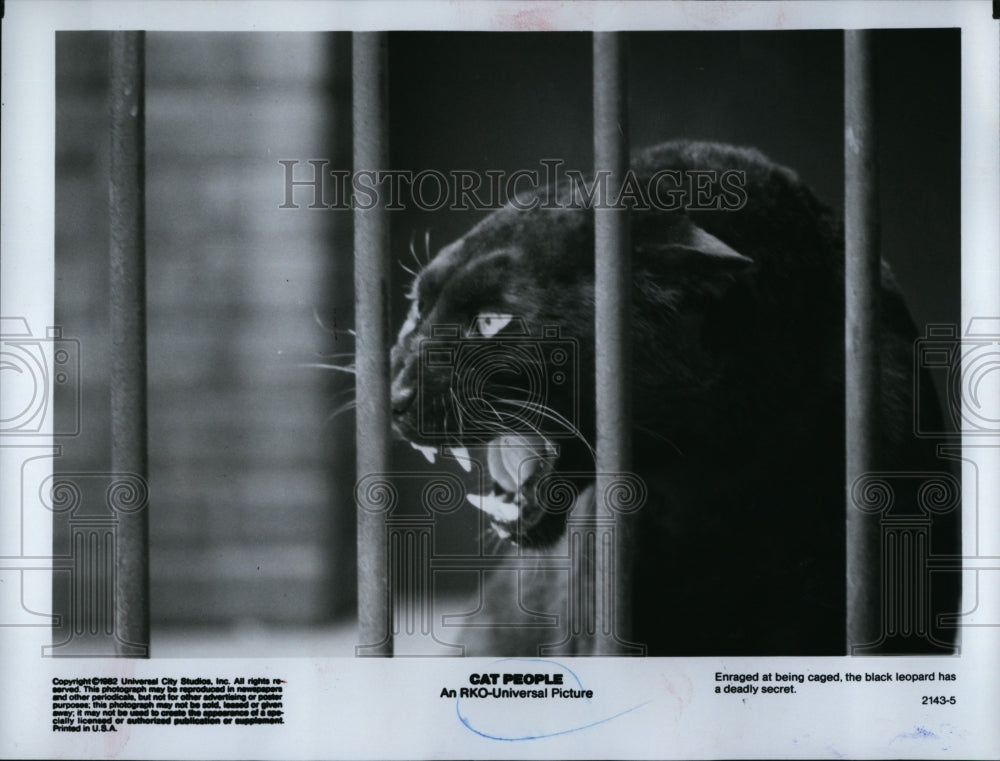 1982 Press Photo Black Leopard Animal in &quot;Cat People&quot;- Historic Images